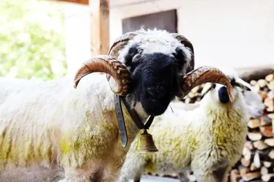 a ram with horns on its head with a bell at Castel Campan in Bressanone