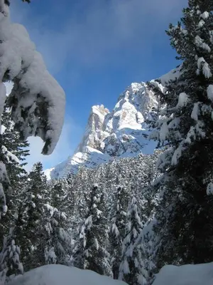 a mountain covered in snow with trees in the foreground at Haus Tannenburg in Funes