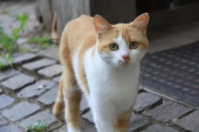 an orange and white cat walking on a brick sidewalk at Feldererhof in Siusi