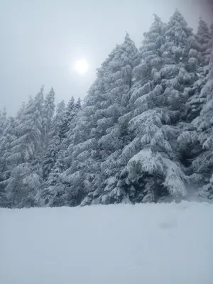 a group of pine trees covered in snow at Chalet Niederhaushof in Ultimo