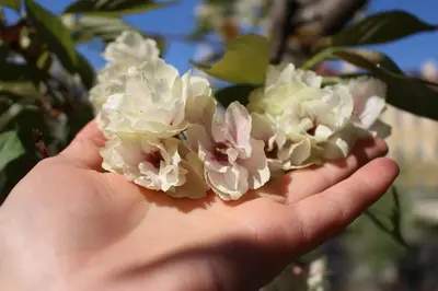 a hand holding a bunch of white flowers at Hotel Isabella in Merano