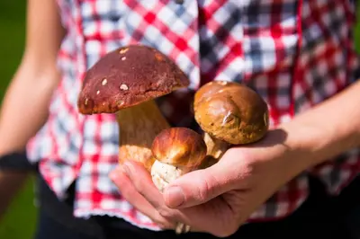 a person holding three mushrooms on a spatula at Rifugio La Para in San Vigilio Di Marebbe