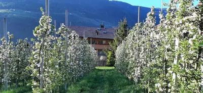 a row of trees with white flowers in front of a house at Pröfinghof - Urlaub auf dem Biobauernhof in Parcines
