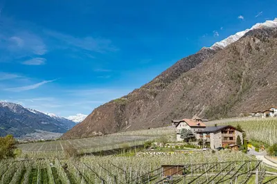 a view of a vineyard in a valley with mountains at Pröfinghof - Urlaub auf dem Biobauernhof in Parcines