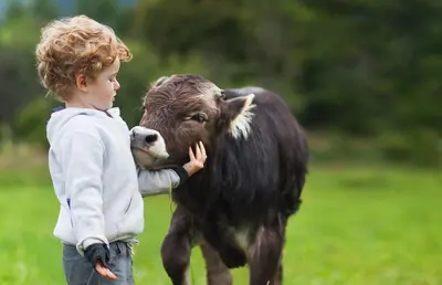 a young boy is petting a cow in a field at Appartments Neuhof in Collalbo