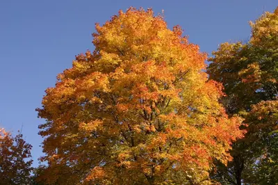 a tree with orange and yellow leaves on it at Appartments Neuhof in Collalbo