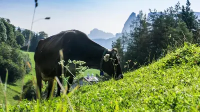 a black cow grazing on a grassy hill at Appartments Neuhof in Collalbo