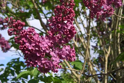 a bunch of purple flowers on a tree at Appartments Neuhof in Collalbo
