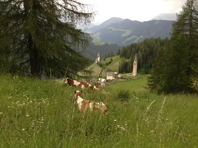 a group of cows laying in a field of grass at Ciasa Raut in La Valle