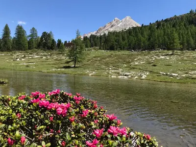 a bush with pink flowers in front of a river at Ciasa Isidor in San Vigilio Di Marebbe
