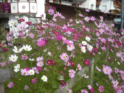a field of pink and white flowers in front of a building at Garni Hotel Rezia in Selva di Val Gardena