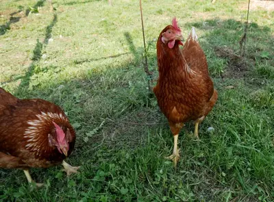two chickens standing in the grass in a field at Das Landhaus in Terlano