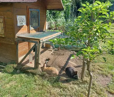 two animals in a cage in front of a house at Das Landhaus in Terlano