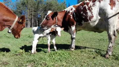 a brown and white cow standing next to a baby cow at Garnì Iosc in San Vigilio Di Marebbe