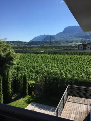 a view of a vineyard from a house at B&B Mele d'Oro in Bolzano