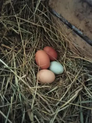 two eggs are sitting in a nest of hay at Burgerhof in San Genesio Atesino