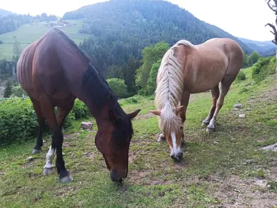 two horses grazing on a grassy hill at Burgerhof in San Genesio Atesino