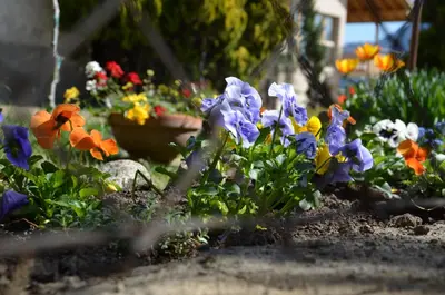 a bunch of flowers in a garden at Pizzol-hof in Appiano sulla Strada del Vino