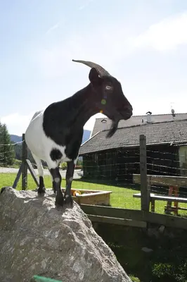a goat standing on top of a rock at Gspoi-Hof in Laion