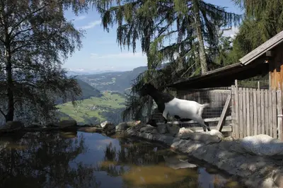 a horse standing on a fence next to a body of water at Gspoi-Hof in Laion