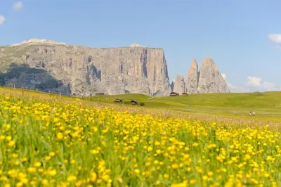 a field of yellow flowers with mountains in the background at Dosserhof in Fiè