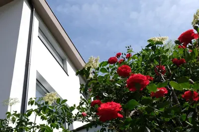 a bush of red roses in front of a building at Apartment Le rose di Marianne - ovest in Varna
