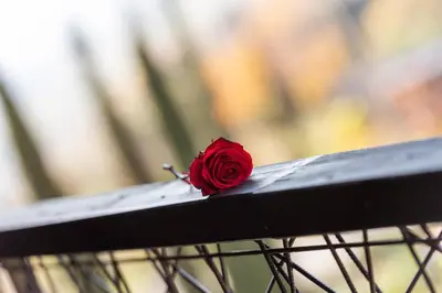 a red rose sitting on top of a bench at Biobauernhof St. Quirinus in Caldaro