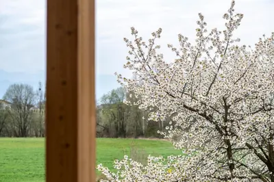 a window view of a flowering tree in a field at Kessler's Mountain Lodge in Naz-Sciaves