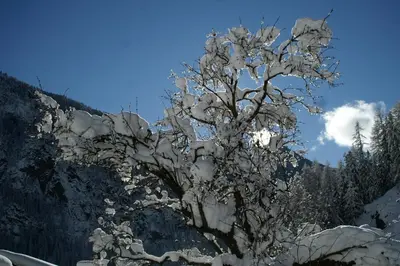 a tree covered in snow on a mountain at Des Alpes 2 in Canazei