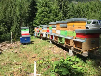 a row of colorful beehives sitting in a field at Maso Toneto in Castello di Fiemme