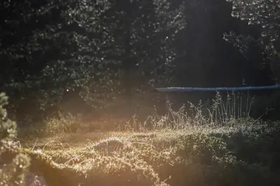 a field of grass with the sun shining on it at Hotel Elisabeth in Chienes
