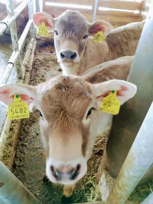 two cows with yellow tags on their ears in a pen at Huberhof Morgensonne in Terento