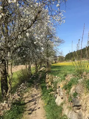 a path with trees with white flowers in a field at Apartment Peskoller in Falzes