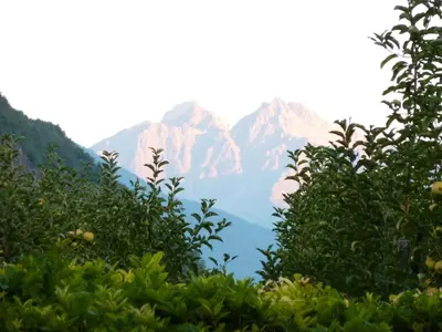 a view of a mountain range from behind some trees at Garni Rebhof in Nalles