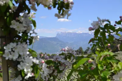 a tree with white flowers and mountains in the background at Apartments Schmalzerhof - Eppan an der Weinstraße in Appiano Sulla Strada Del Vino