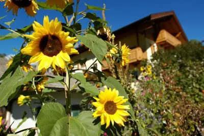 a group of yellow sunflowers in front of a house at Ganoihof apartments in Funes