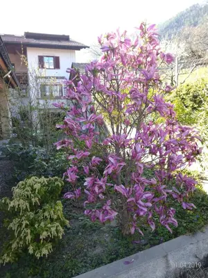 a purple flower bush in front of a house at Unterdornerhof in Lagundo