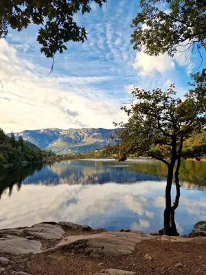 a tree on the shore of a lake at Ferienwohnung Haas in Appiano sulla Strada del Vino