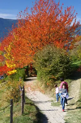 a group of people walking down a path with trees at Mairhof in Laion