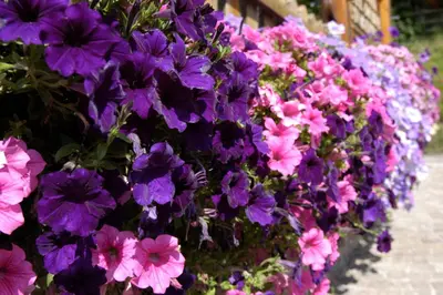 a sign with a bunch of flowers next to a fence at Debra Park Hotel in Moena