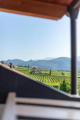 a view of a vineyard from a window at Ferienwohnungen Zwerger Reinhold in Termeno