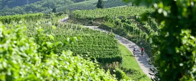 a vineyard with people walking on a path through a field at Ferienwohnungen Zwerger Reinhold in Termeno