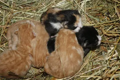 two baby chickens are laying in the hay at Le Maier in San Vigilio Di Marebbe