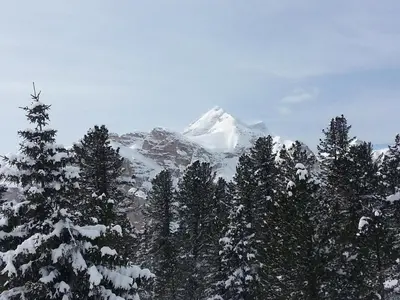 a snow covered mountain with trees in the foreground at Le Maier in San Vigilio Di Marebbe
