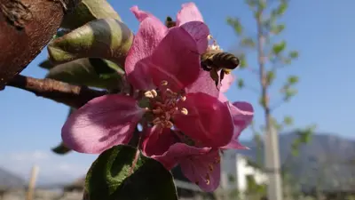 a bee is sitting on a pink flower at Urbanhof Prantenberger in Bolzano