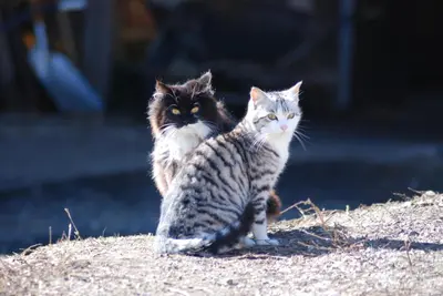 two cats sitting on top of a pile of dirt at Apartments Dolomites 