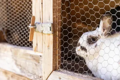 a dog in a cage looking through a fence at Spitalerhof Apartment & Sauna in Verano