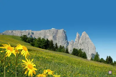 a field of yellow flowers with mountains in the background at Apartment Gertrud in Castelrotto