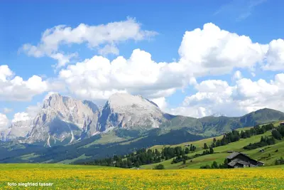 a field of yellow flowers with mountains in the background at Apartment Gertrud in Castelrotto