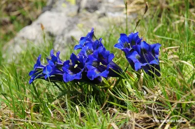 a group of blue flowers in the grass at Apartment Gertrud in Castelrotto